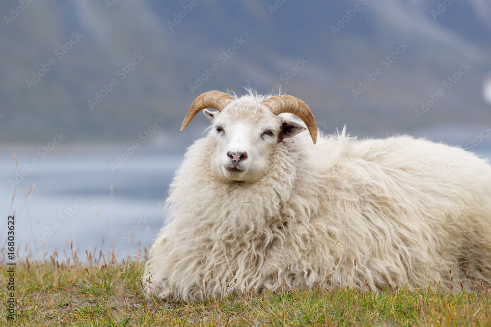 Obraz premium Goat resting