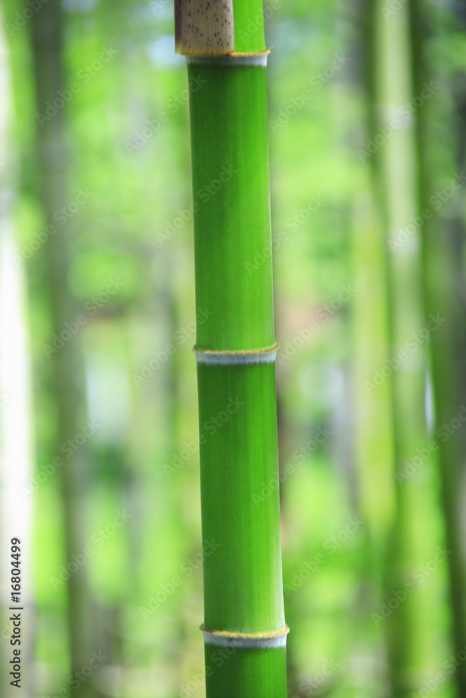 竹林 竹林