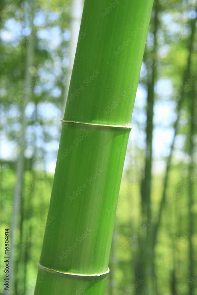 Obraz premium 竹林