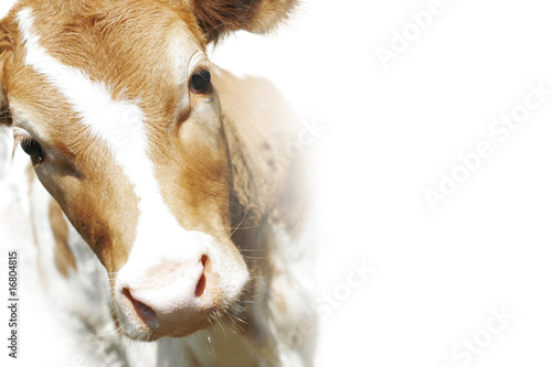 red cow on a white background