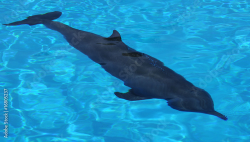 Delfin