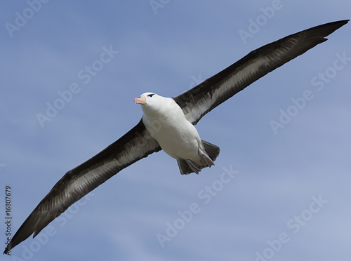 Black-browed albatross (Diomedea melanophris)