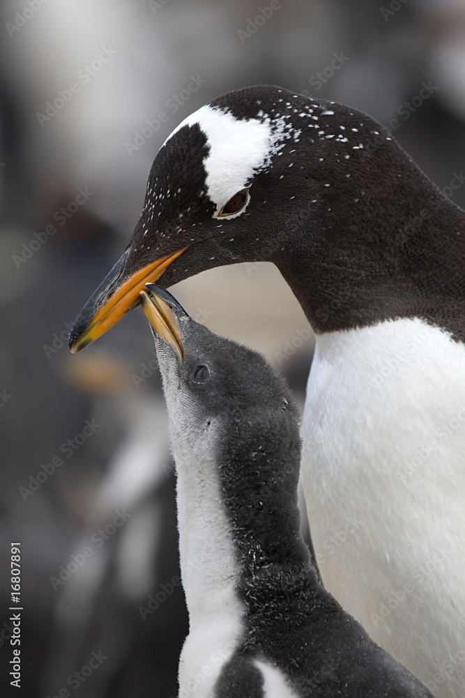 Naklejka premium Gentoo penguins (Pygoscelis papua)