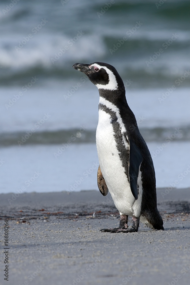 Obraz premium Magellanic penguin (Spheniscus magellanicus)