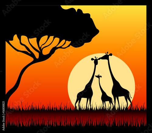 Silhouettes of giraffes against a decline in a safari