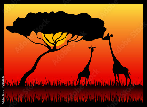 Silhouettes of giraffes against a decline in a safari