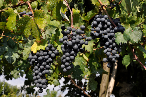 vendemmia uva contadino agricoltore vigneto rossa