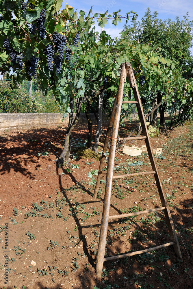 vendemmia scala uva contadino agricoltore vigneto rossa vendemmia scala uva contadino agricoltore vigneto rossa