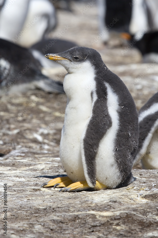 Naklejka premium Gentoo penguin (Pygoscelis papua)
