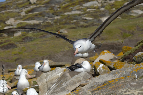 Black-browed albatross (Diomedea melanophris)