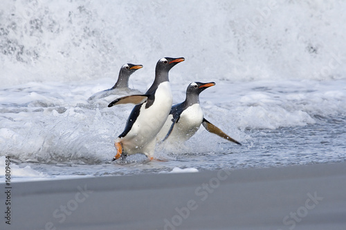 Gentoo penguins  Pygoscelis papua 