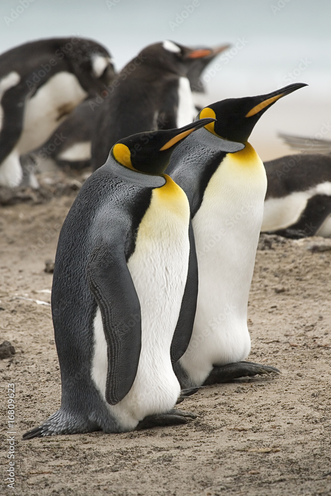 Fototapeta premium King penguins (Aptenodytes patagonicus)