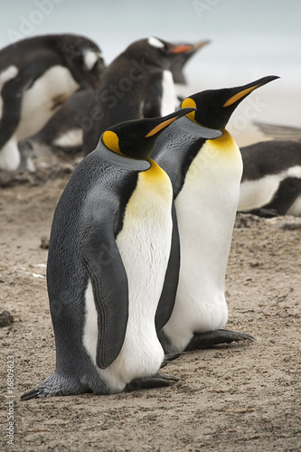 King penguins  Aptenodytes patagonicus 