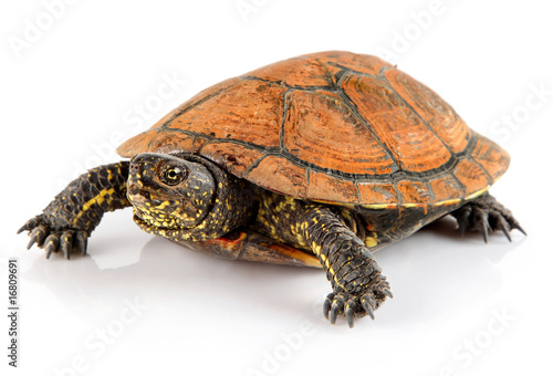 tortoise pet animal isolated on white