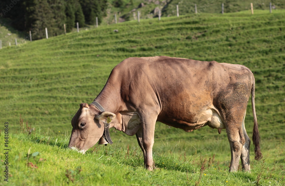 Swiss Alpine idyll - cow grazing on a fresh green pasture Swiss Alpine idyll - cow grazing on a fresh green pasture