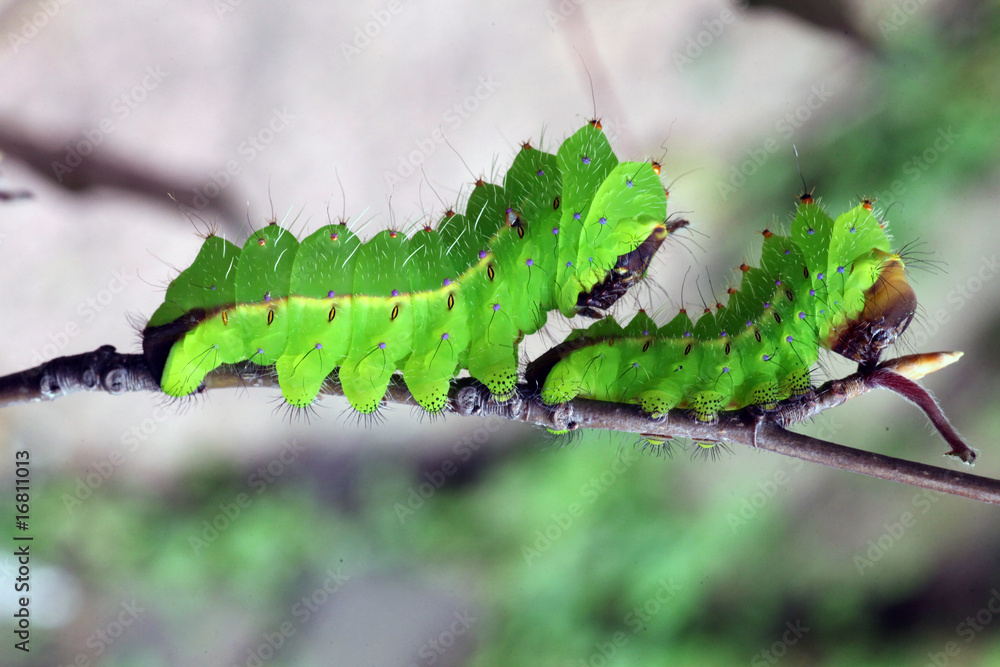 Fototapeta premium Tussore Silkmoth larvae