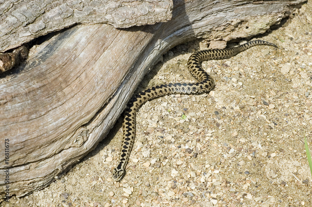 Φωτογραφία Adder on the move & hunting for lunch