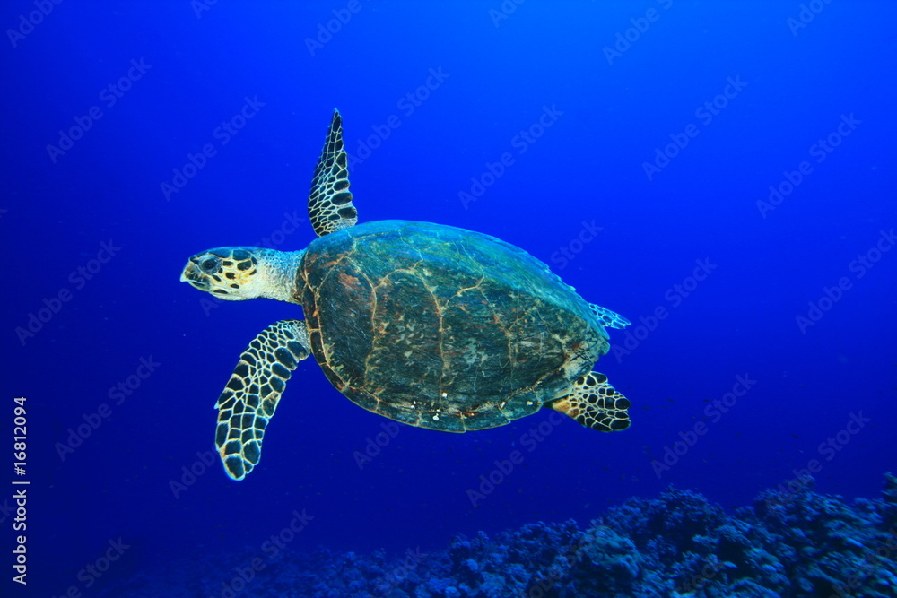Hawksbill Sea Turtle Hawksbill Sea Turtle