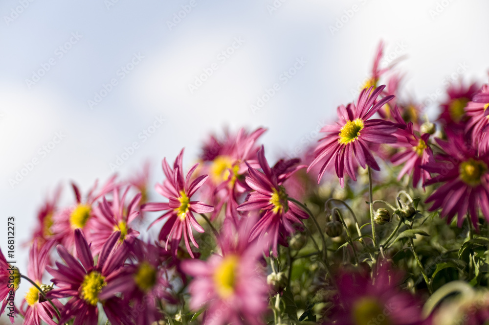 Chrysantheme Chrysantheme