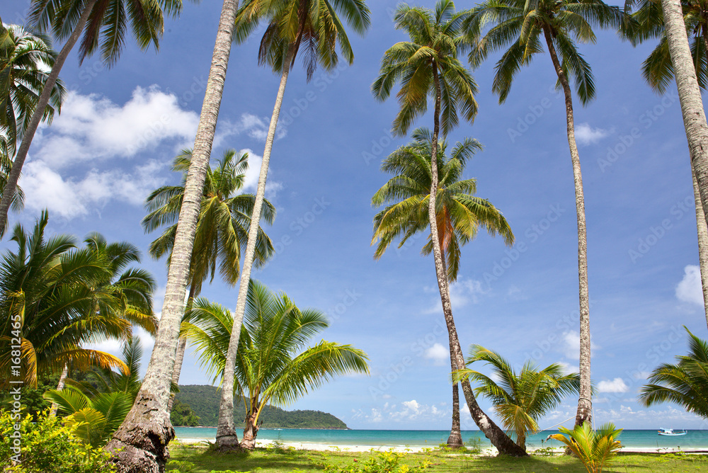 Palm trees before sea