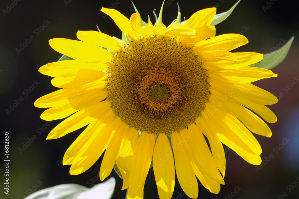 Fototapeta premium girasole