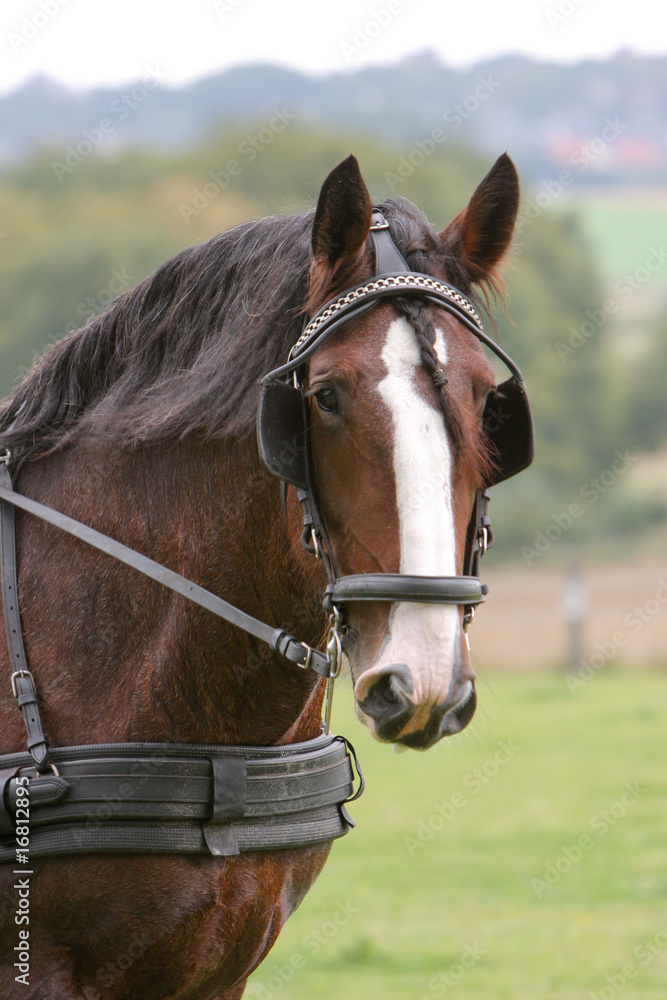 Fototapeta premium Kutschpferd