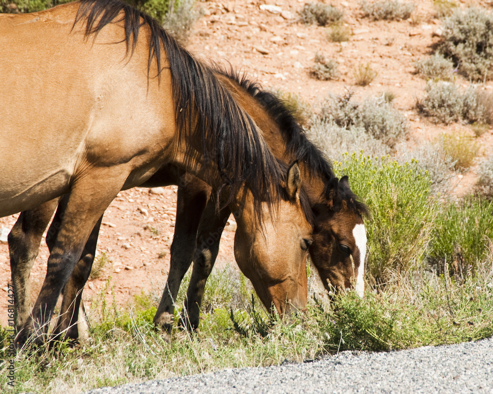 Fototapeta premium Pryor Mountain mustangs