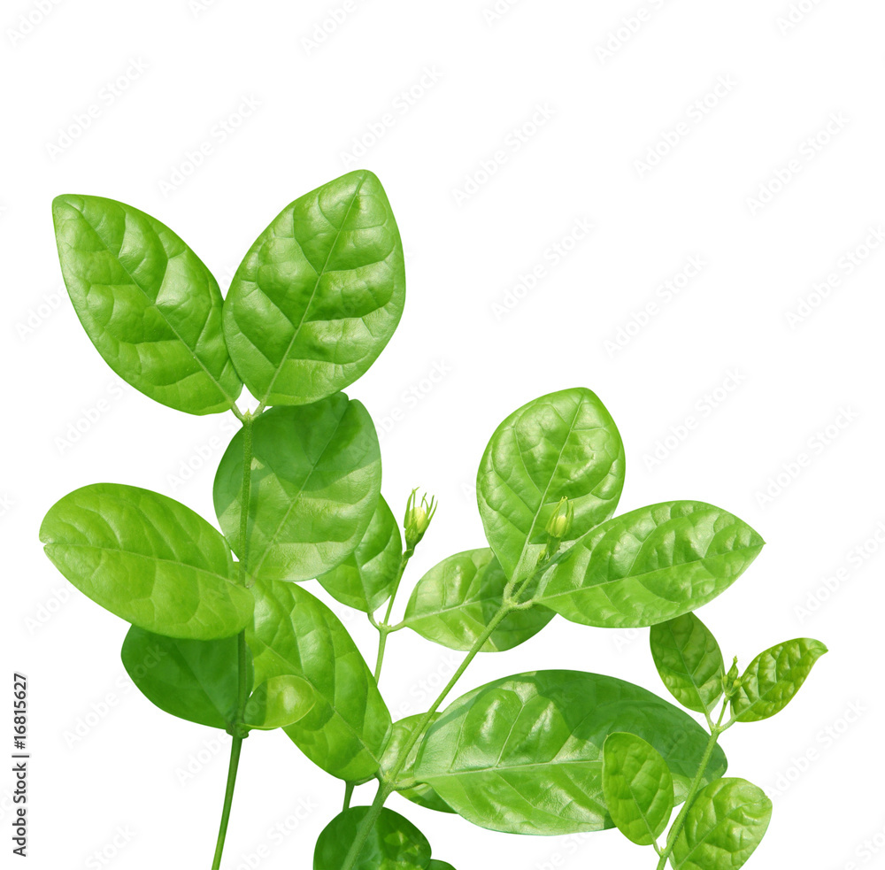 Jasmine leaves