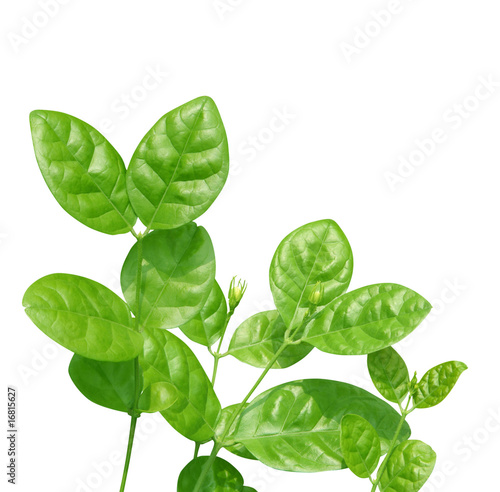Obraz na płótnie Jasmine leaves w salonie
