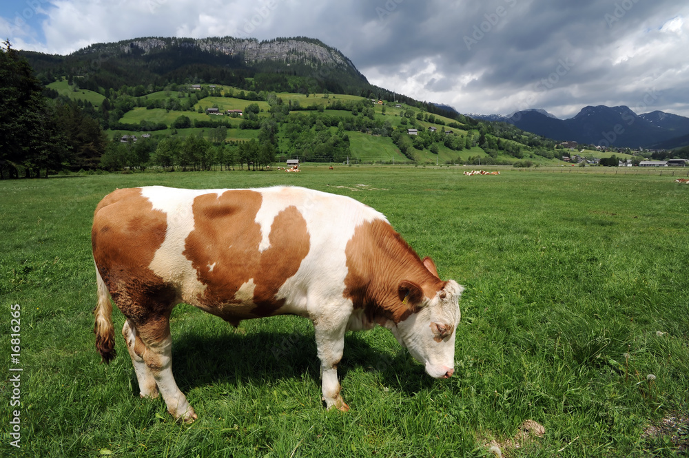 Cow eating grass