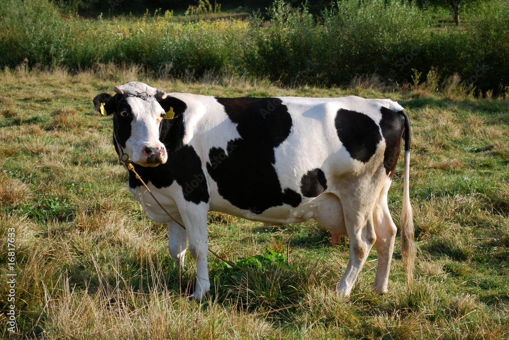 Black-and-white Milky Cow Black-and-white Milky Cow