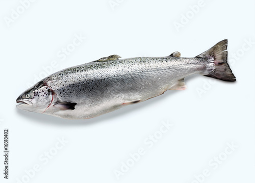 Salmon (Lachs)
