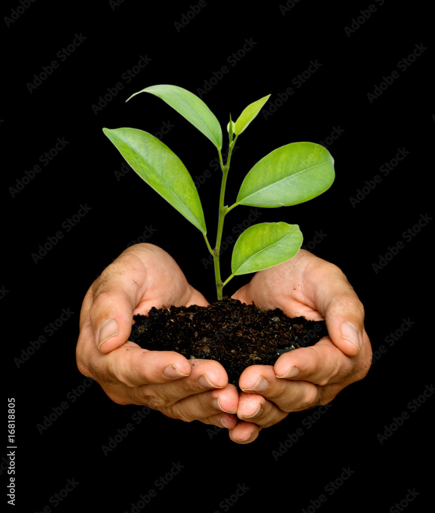 A sprout in palms as a symbol of nature protection A sprout in palms as a symbol of nature protection