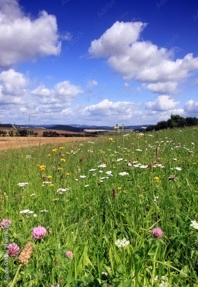 Flowering grassland with view of Czech landscape