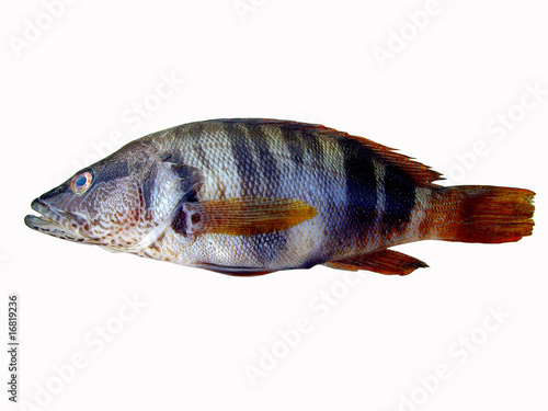 Obraz na płótnie Painted Comber fish