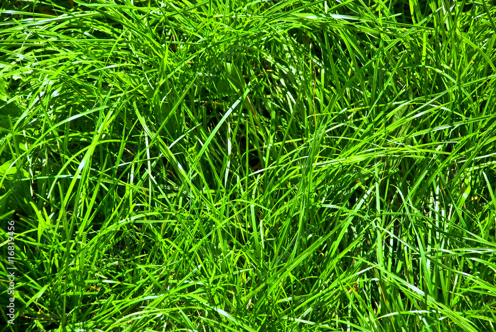 grass grass