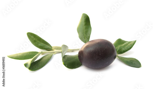 Olive with branch and leaves