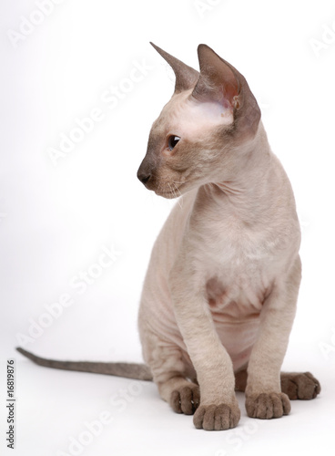 Brown Peterbald cat  Oriental Shorthair