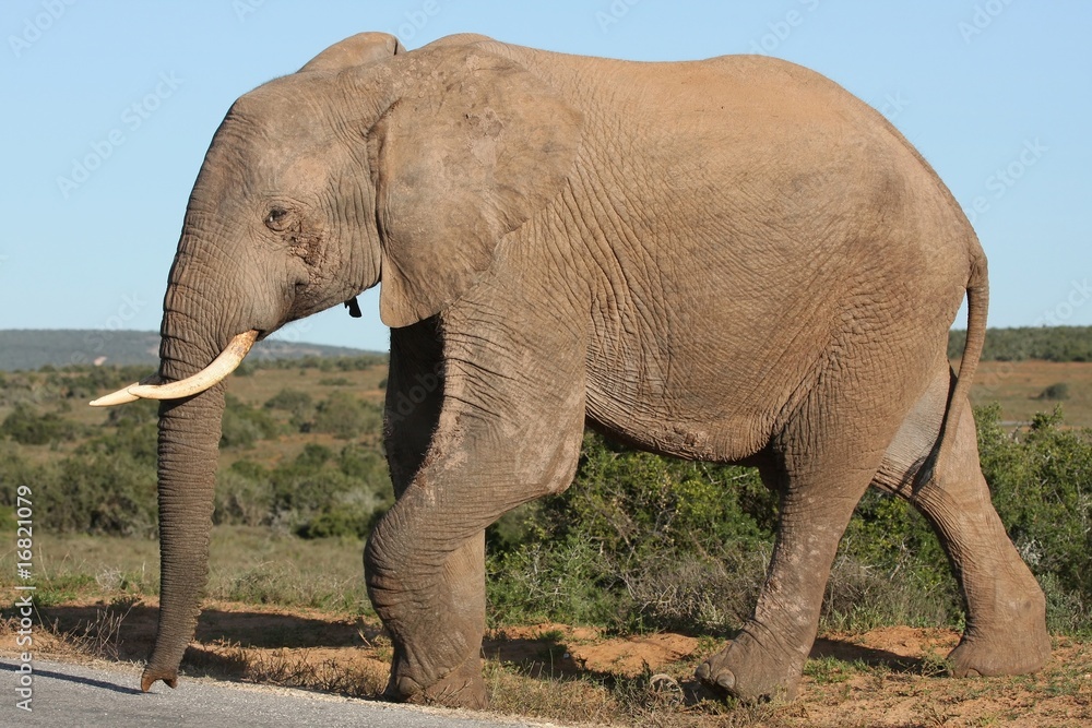 Fototapeta premium African Elephant Walking
