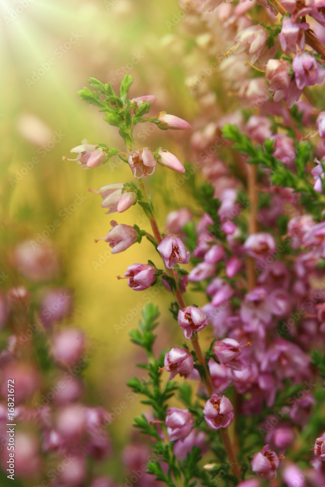 Heather field background Heather field background