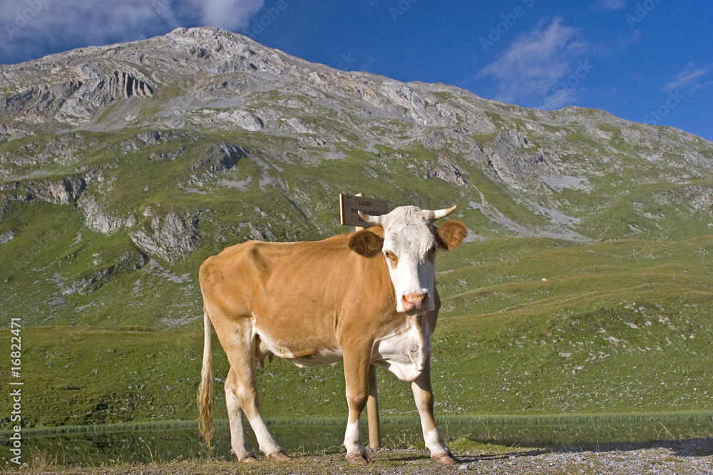 Sommerurlaub auf der Alm