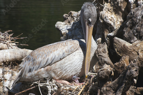 Mother pelican and its newborn