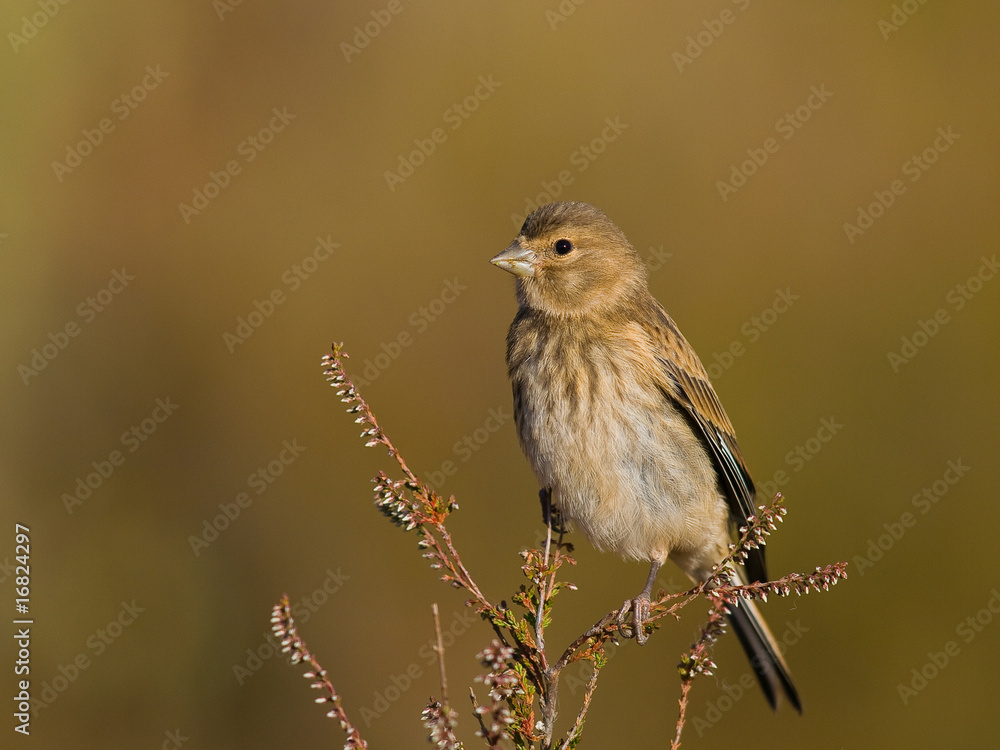 Fototapeta premium Pardillo