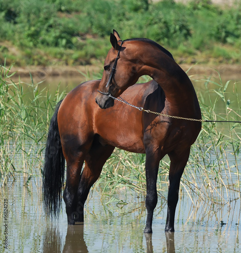 Canvas Print akhal-teke horse in water