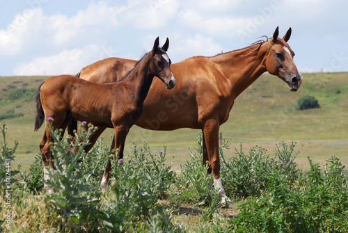 Obraz na plátně two akhal-teke horses