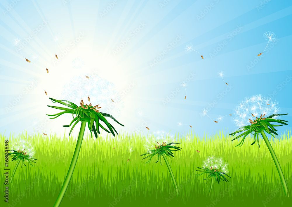 Obraz premium Dandelion field