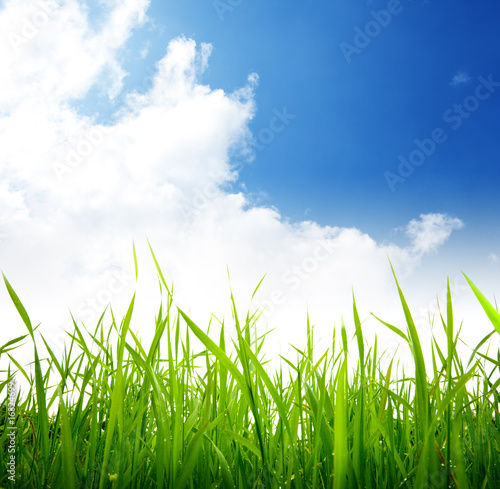 green grass and cloudy sky