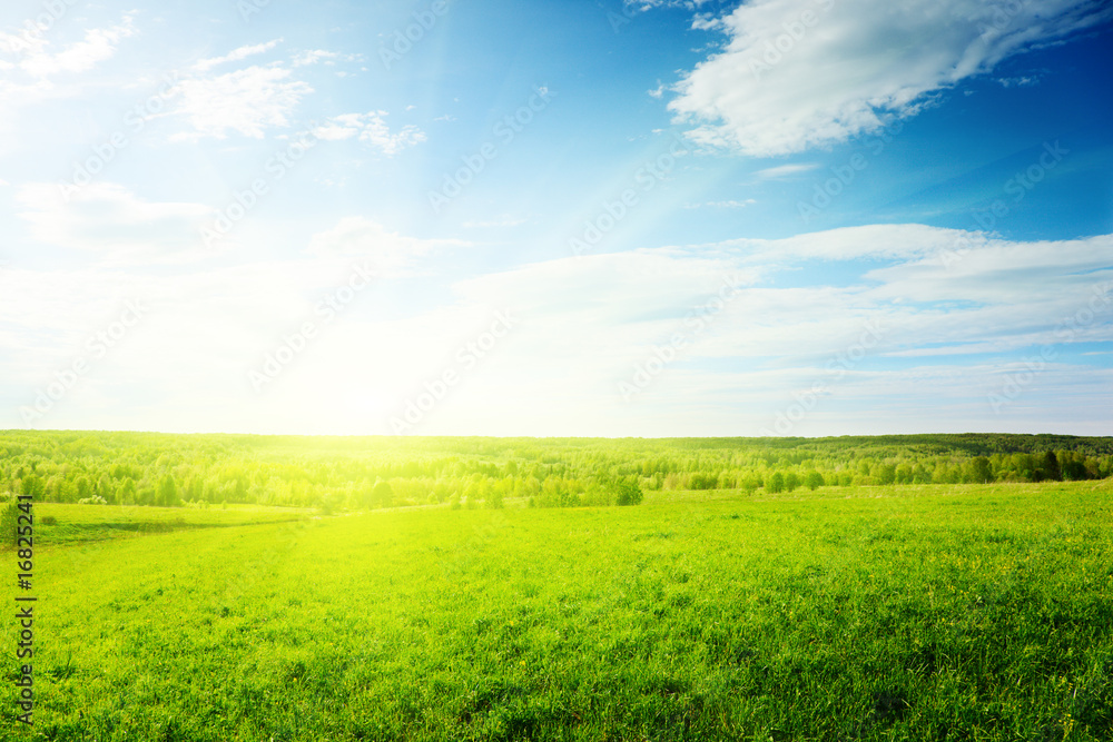 green field of grass