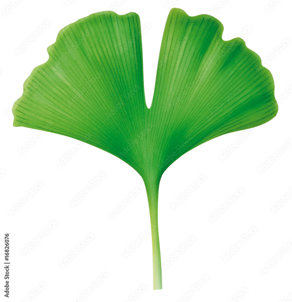 Ginkgo StockIllustration Adobe Stock