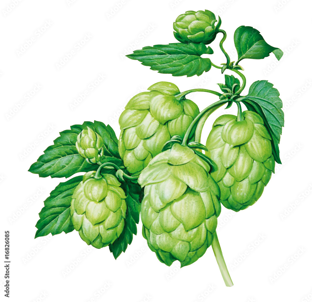 Hopfen Hopfen